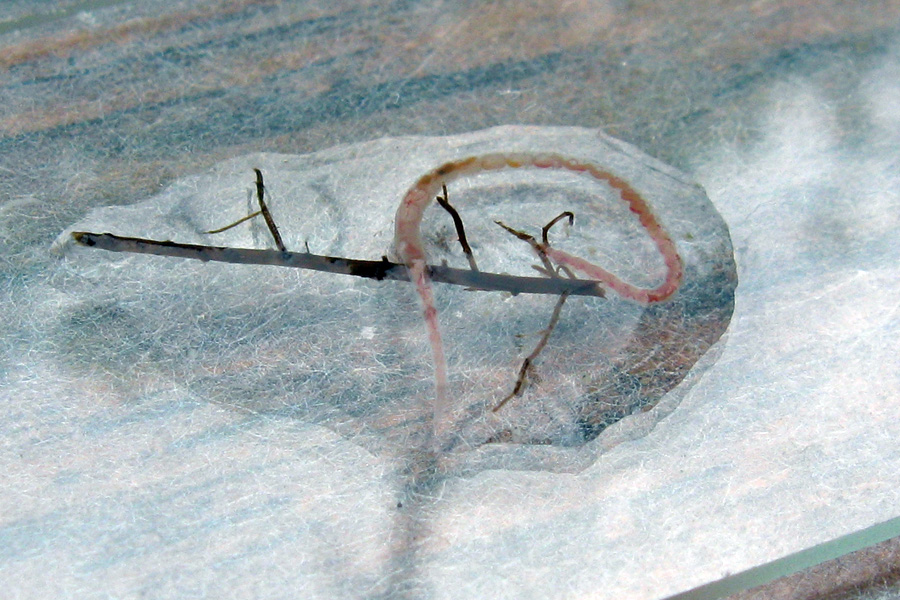 Tubifex  sp.